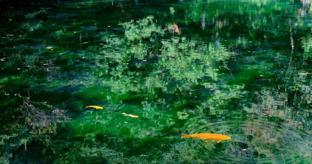 沖縄とも繋がる!? 栃木県の最強パワースポット「出流原弁天池」